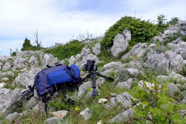 Ophrys crabronifera & Ophrys holosericea sp. � Monti Lucretili  (Roma).